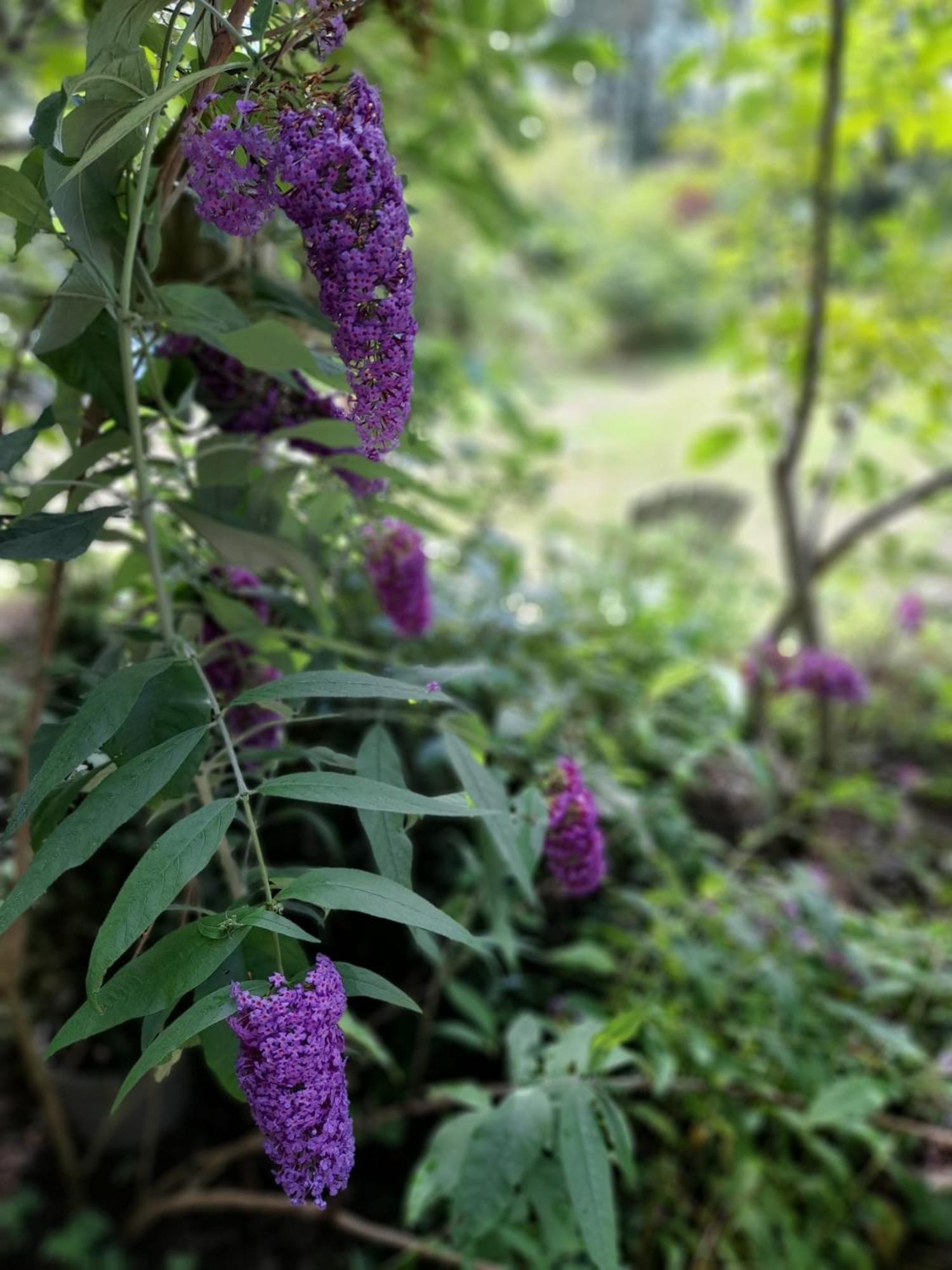 De Springop Villa Eefde ภายนอก รูปภาพ